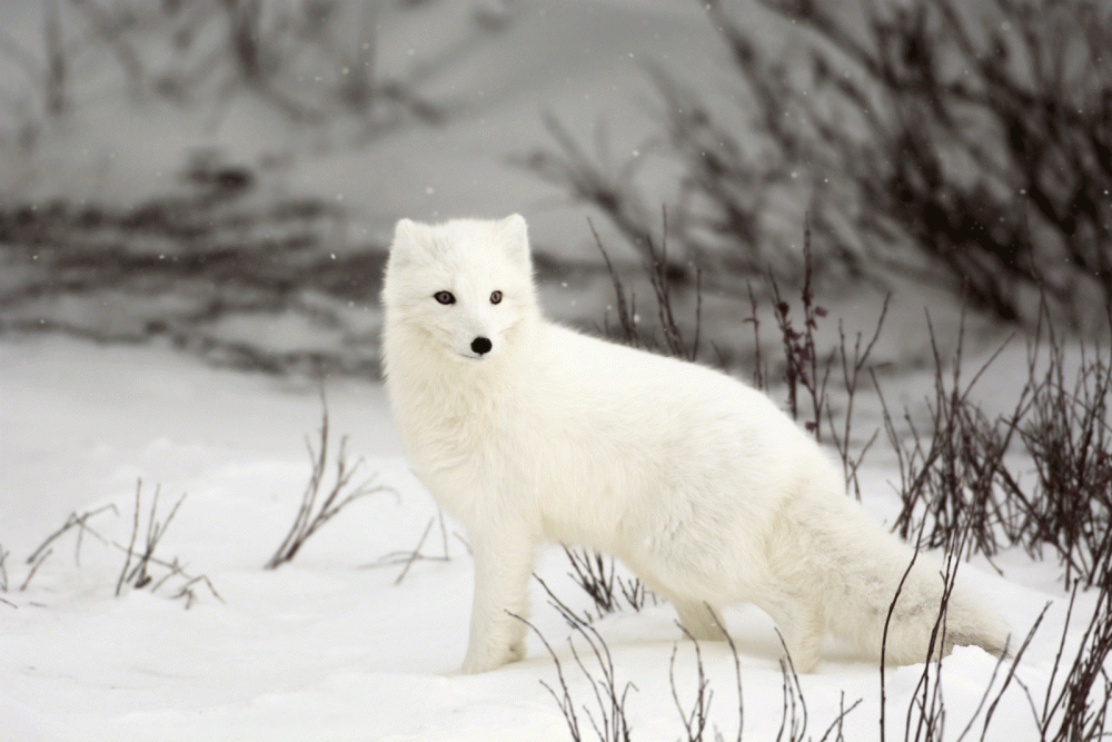 tl-arcticfox.thumb.gif.29800c7e8fca7398cf6e4c17c9973eeb.gif