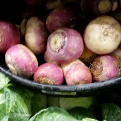 Turnip-Senpai
