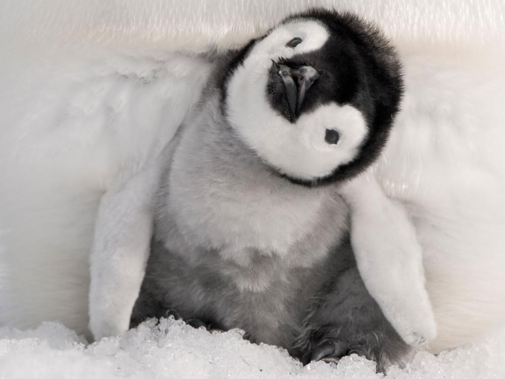 Penguin 2.jpg