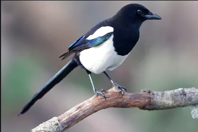 Magpie(A).png.69b124b6ff8e770c0e9bba2a78422f2e.png