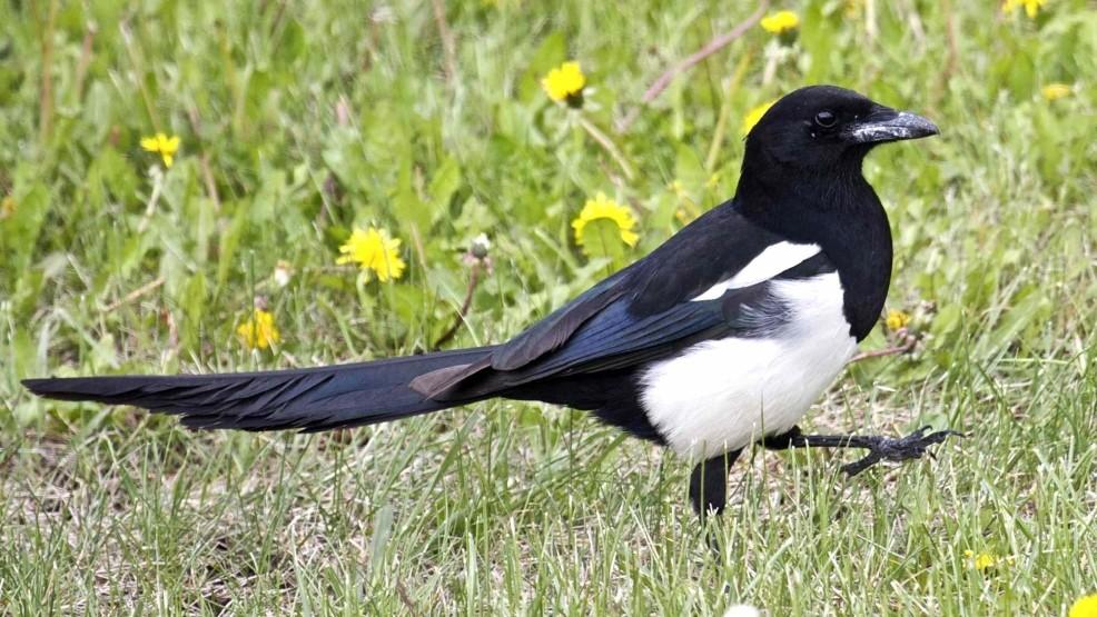 Magpie(D).jpg.9dc1726474a16e5b3b2f76d604f2eedb.jpg