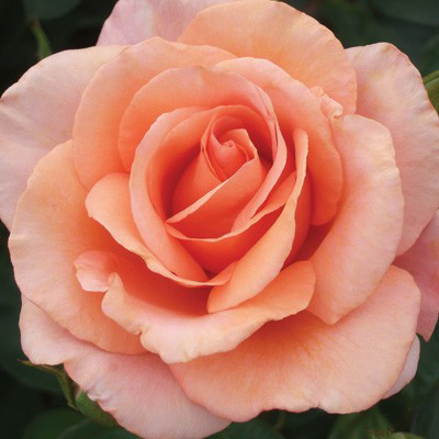 coralrose.png.d6d44cf339899e7fbaa08d21da8e4f75.png