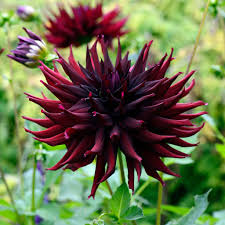 Dahlia Bulbs (Semi Cactus) - Black Narcissus.jpg